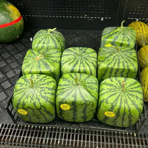 Square Watermelon Seeds