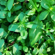 Stevia Sweet Herb Seeds