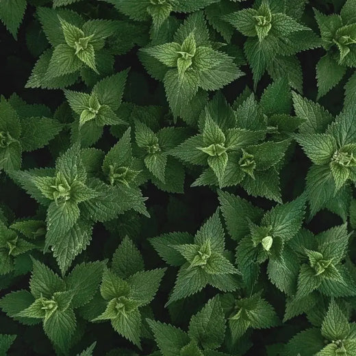 Stevia Sweet Herb Seeds