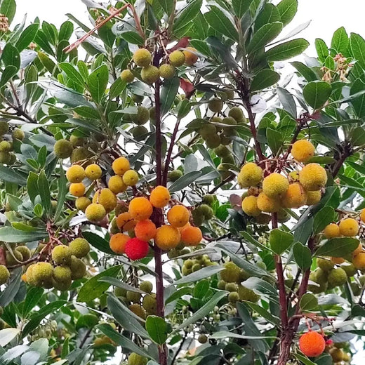 Strawberry Tree Seeds