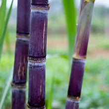 Sugar Cane Seeds