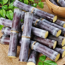 Sugar Cane Seeds