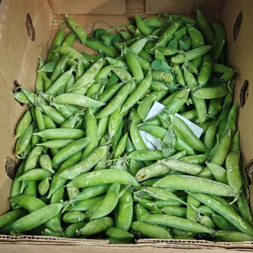 Sugar Snap Pea Seeds