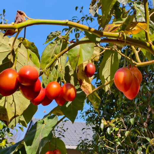Tamarillo Seeds