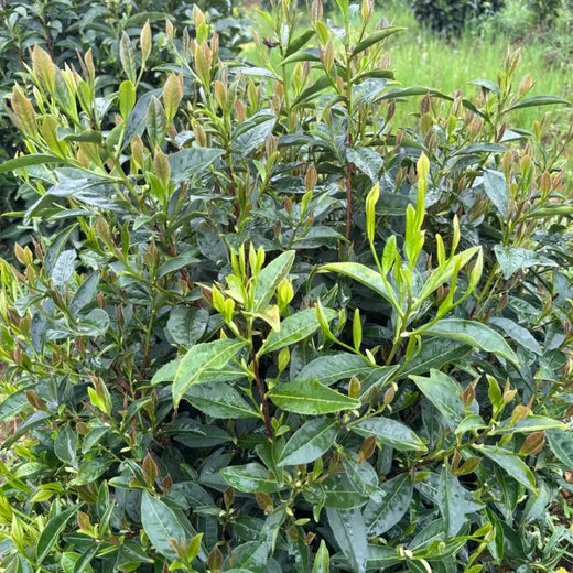 Tea Tree Seeds