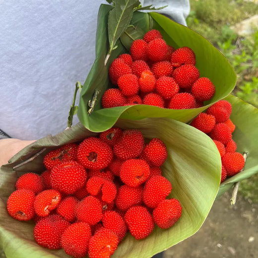 Thimbleberry Seeds