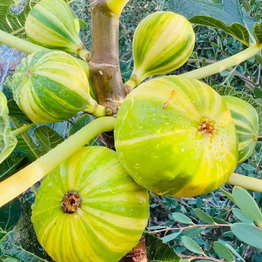 Tiger Stripe Fig Seeds
