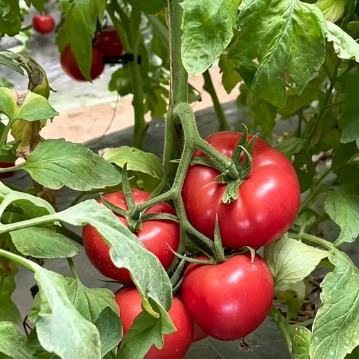 Tomato Vegetable Seeds