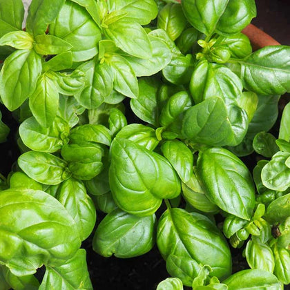 Sweet Basil Herb Seeds