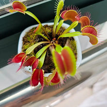 Venus Flytrap Seeds