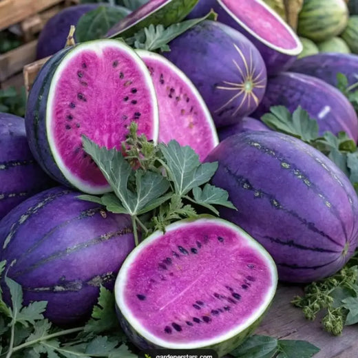 Violet Watermelon Seeds