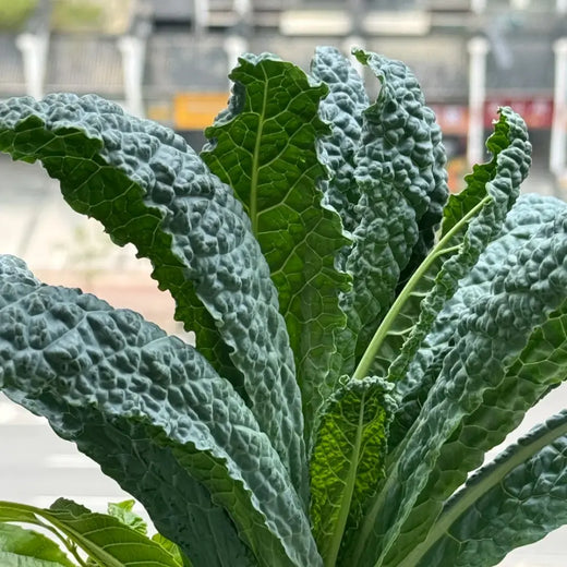 Walking Stick Kale Seeds