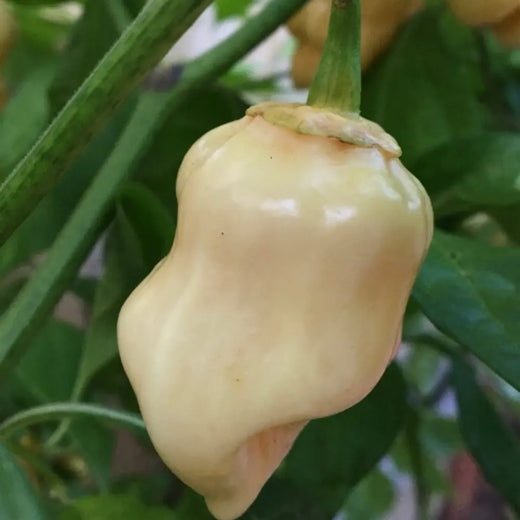 White Bubblegum Pepper Seeds