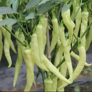 White Ghost Bhut Jolokia Pepper Seeds