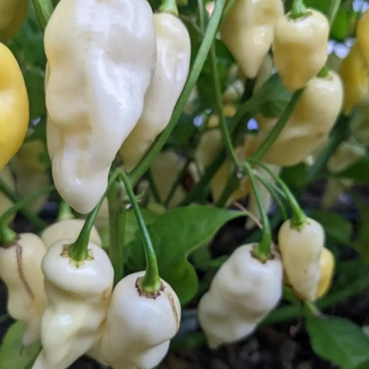 White Ghost Pepper Seeds