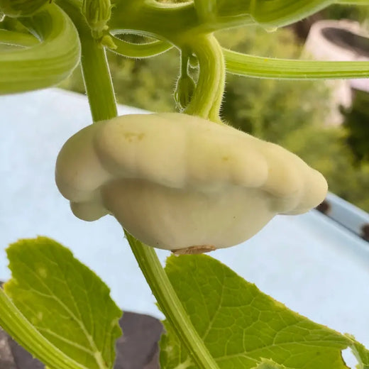 White Scallop Squash Seeds