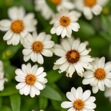 Zinnia Seeds