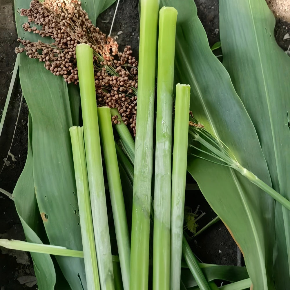 sweet sorghum seeds for planting Sweet Sorghum Seeds