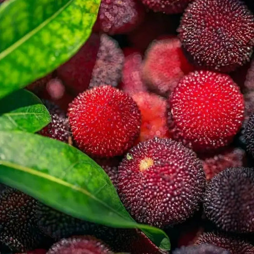 Yangmei Seeds