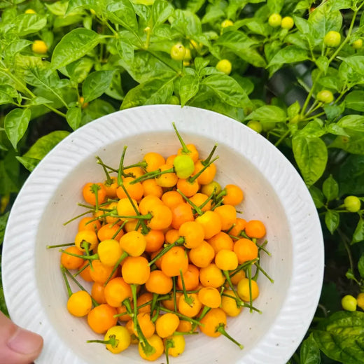 Yellow Brain Strain Pepper Premium Seeds