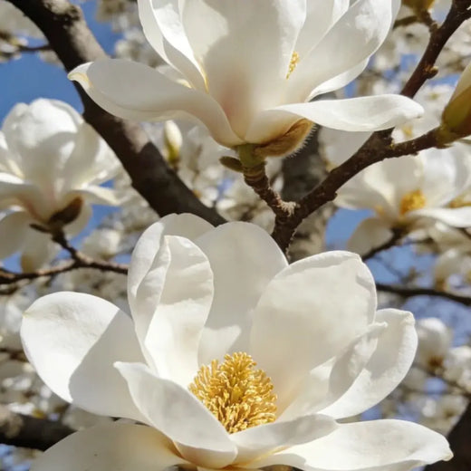 Yulan Magnolia Seeds