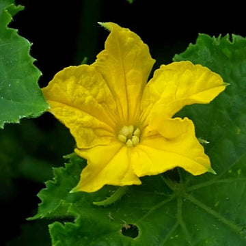 Cucumber Seeds
