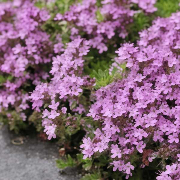 Thyme seeds  up to 50%