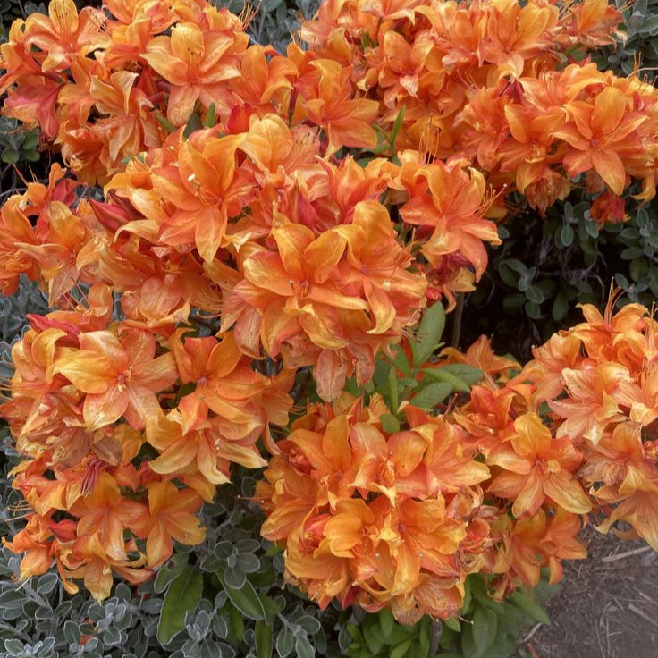 Light Orange Rhododendron Seeds up to 50%