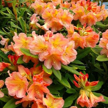 Light Orange Rhododendron Seeds up to 50%