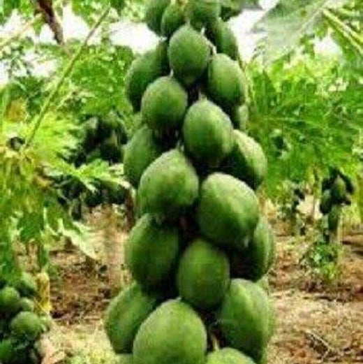 Red Lady Papaya Seeds