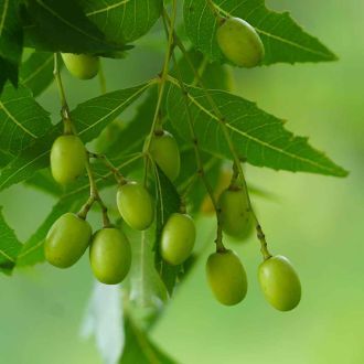 Neem Tree Plant Seeds prime day up to 50%