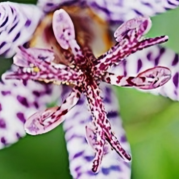 Toad Lily Seeds up to 50%