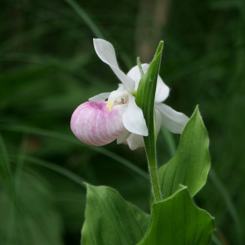 Lady's slipper up to 50%