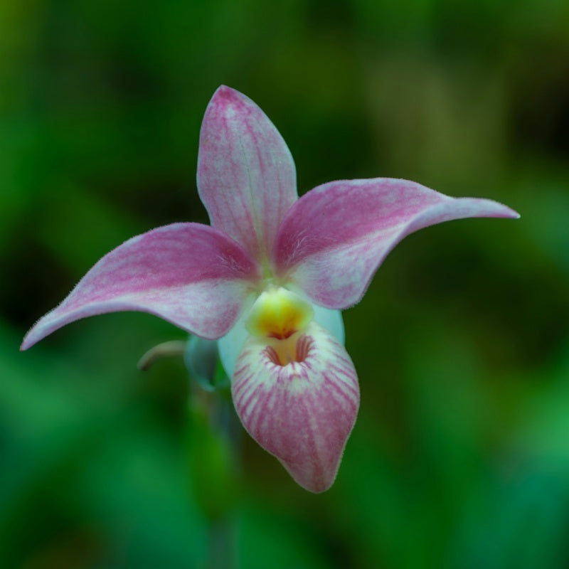 Lady's slipper up to 50%