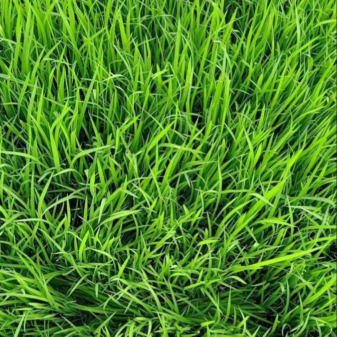 Kikuyu Grass Seeds up to 50%