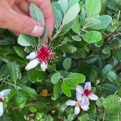 Dwarf Pineapple Guava Seeds Up to 50% Off