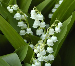 lily of the valley seeds up to 50%