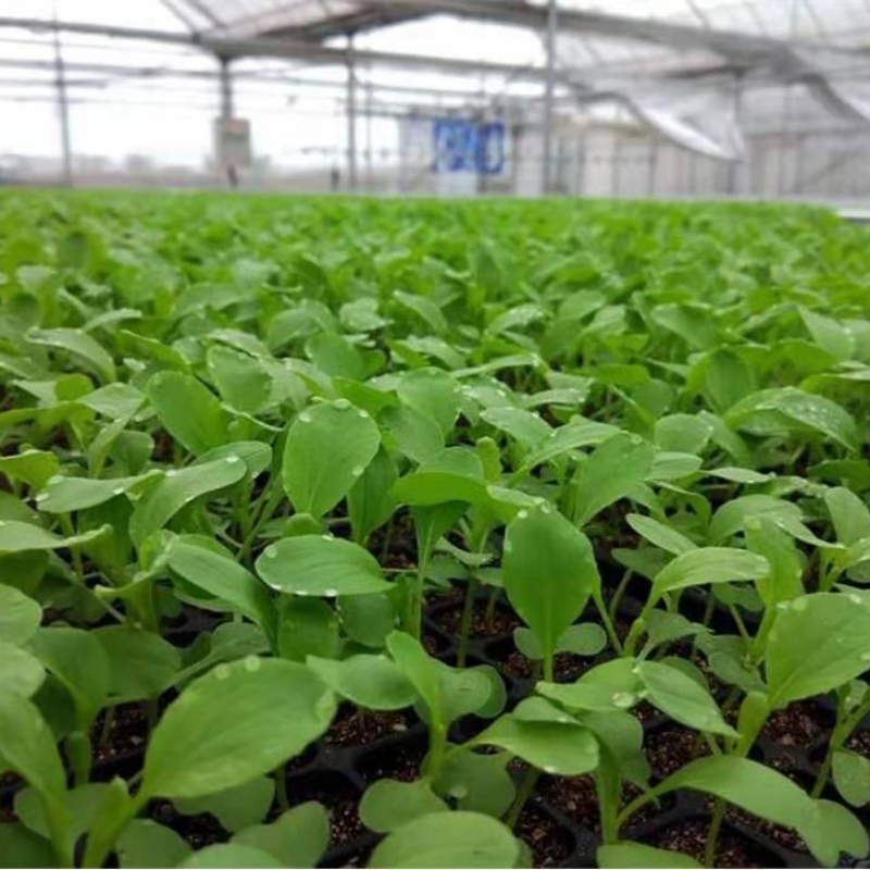 Set of 20 Vegetable Seed Packets – 2000+ Heirloom Seeds for Your Garden up to 50%