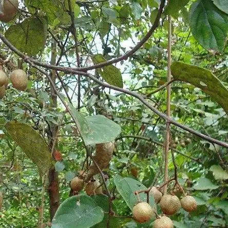 Tung Oil Tree Seeds up to 50%