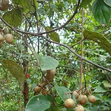 Tung Oil Tree Seeds