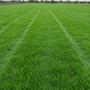 Athena Grass Seed
