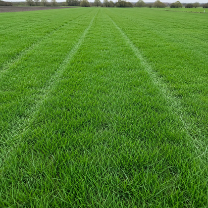 Athena Grass Seed