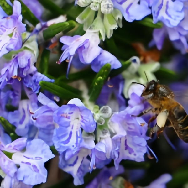 Rosemary seeds Up to 50%