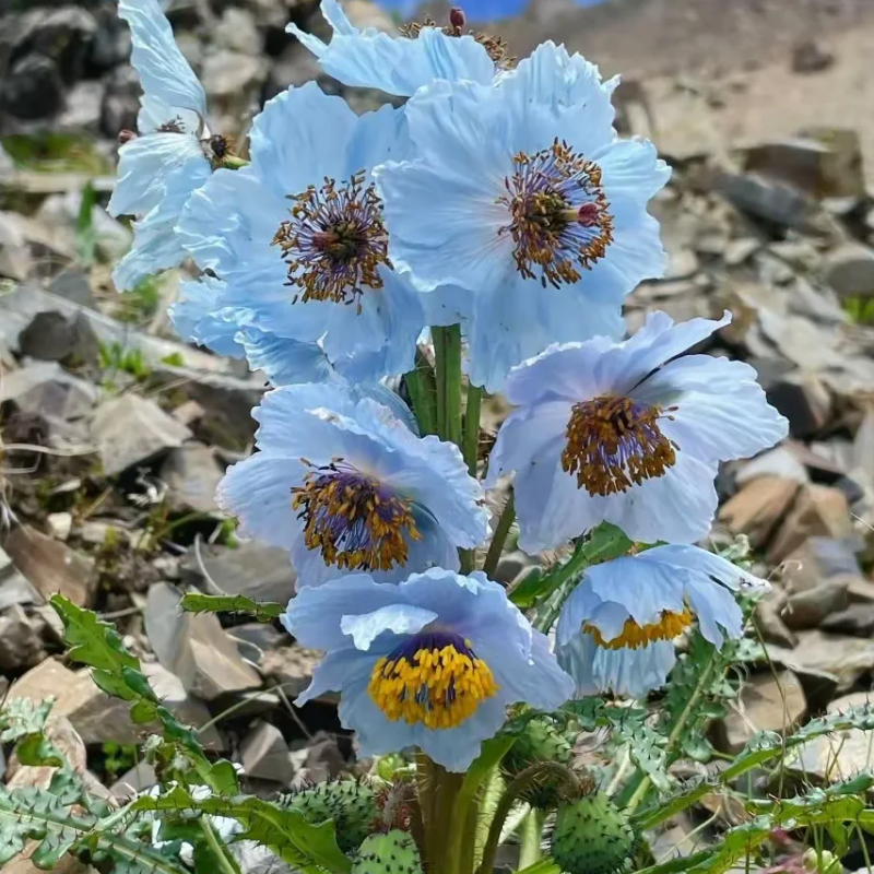 blue poppy seeds planting Himalayan blue poppy seeds up to 50%
