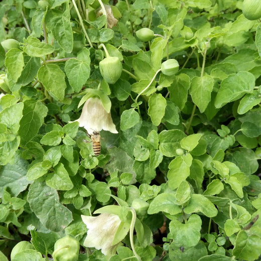 Codonopsis Seeds