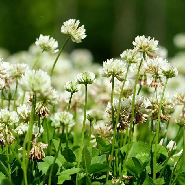 White Clover Seeds up to 50%