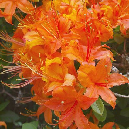Light Orange Rhododendron Seeds up to 50%