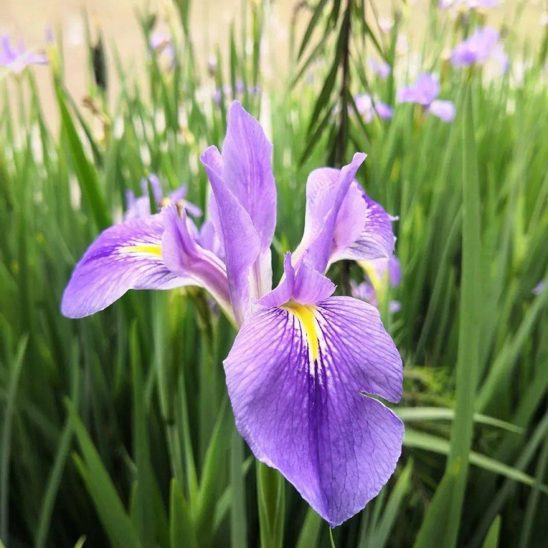 Japanese Iris Flower Seeds up to 50%