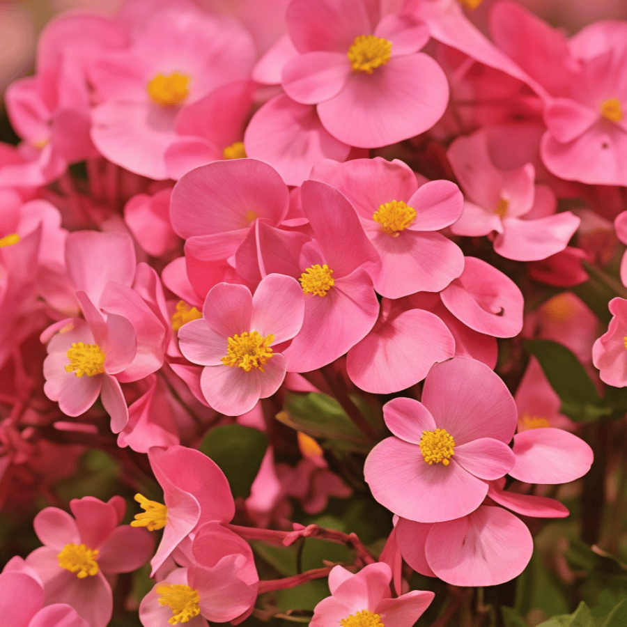 Mixed Flower Seeds up to 50%