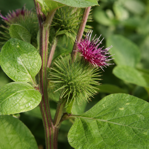 Great Burdock Seeds